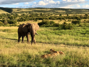 肯亞 Safari 行前攻略+遊記一次看!
