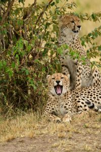 第一次出國就衝肯亞!|0經驗勇闖非洲的野性初體驗